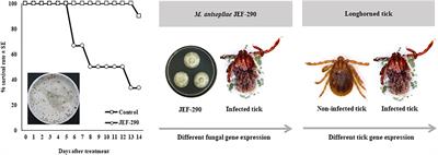 Interactive Gene Expression Between Metarhizium anisopliae JEF-290 and Longhorned Tick Haemaphysalis longicornis at Early Stage of Infection